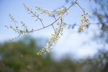 FLOR BLANCA
