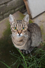 Homeless cat. Mammal animal. Sitting in the yard. Big kind eyes