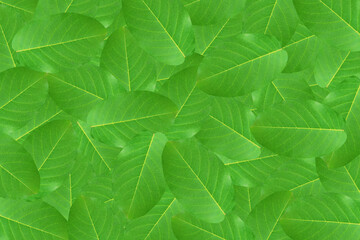 Leaves background. Seamless leaves pattern