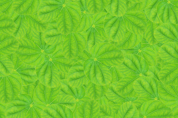 Leaves background. Seamless leaves pattern