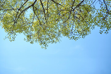 Looking up the tree from the ground