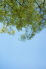 Looking up the tree from the ground