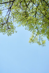 Looking up the tree from the ground