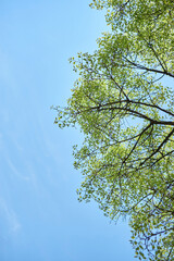 Looking up the tree from the ground