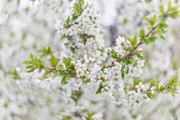 Blossoming apple tree tree as background or backdrop
