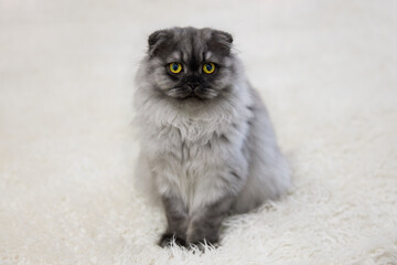 Cute gray kitten with yellow eyes sits on a white carpet