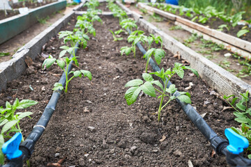 Beds with tomato seedlings with automatic watering system