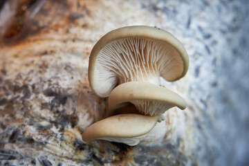 Oyster mushrooms grow from sunflower husks, close-up