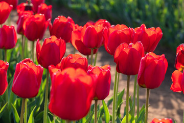まっ赤の花が満開のチューリップ畑