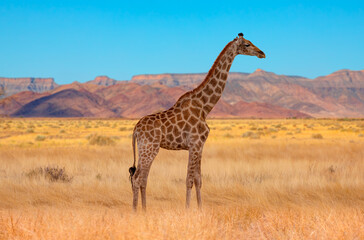 Giraffe walking in yellow grass - Group of zebras on the yellow meadow at Etosha national park - Namibia 