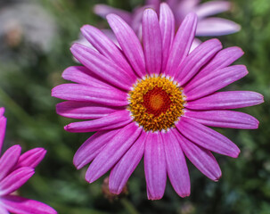 Obraz premium A brilliant pink Marguerite daisy . Overhead view 