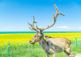 McNeill’s Deer by qinghai Lake