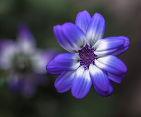 Fototapeta premium A striking blue and white Florist Cinereraria bloom. 
