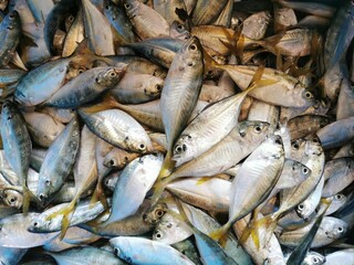 food fish animal sea seafood market background