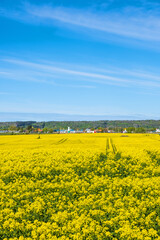 Blooming rapeseed field by a town in the summer