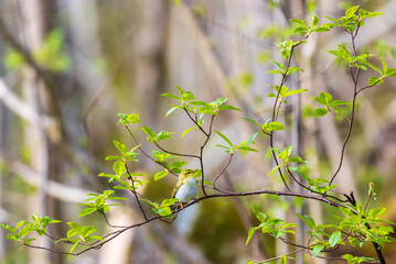 Tree branch with a Willow warbler at springtime