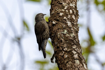 White-throated Treecreeper in Queensland Australia