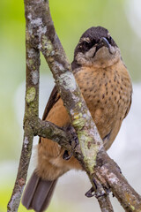 Victoria's Riflebird in Queensland Australia