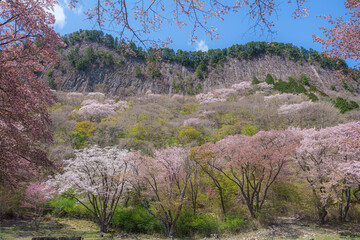 奈良【屏風岩公苑の桜】　