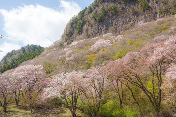 奈良【屏風岩公苑の桜】　