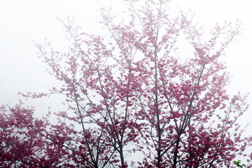 Fototapeta na wymiar Cherry flower with fog in the garden