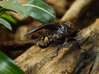 大きな角を持つヘルクレスオオカブト
