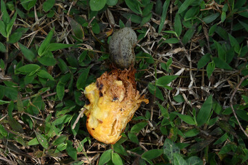A spoiled Cashew apple with the Cashew seed on the grassy ground
