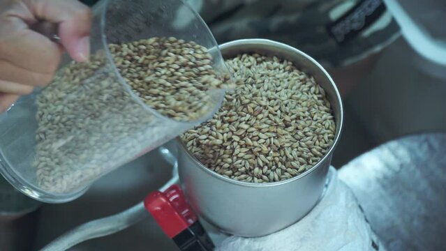 Top view malt is pouring into the grinder before heading for the mash tun at a brewery factory. Making local craft beer. Process beer making.