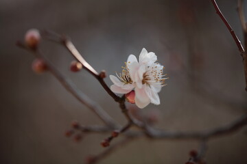 梅の花のアップ