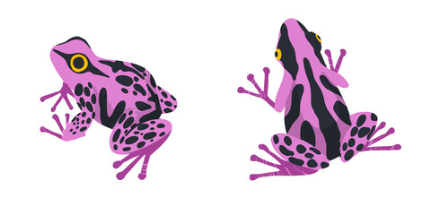 Two tropical frogs, set of two, hand drawn
