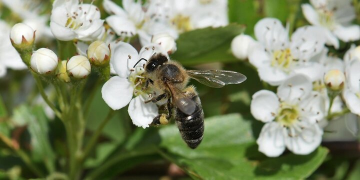 abeille du jardin 18