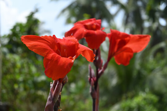 Close up of a red canna lily flower in the garden