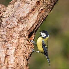 Lovely Spring landscape image of Great Tit bird Parus Major in forest setting with colorful vibrant colors