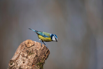 Fototapeta premium Gorgeous Spring landscape image of Blue Tit Cyanistes Caeruleus bird in forest perched on tree branch