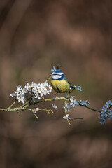 Vibrant Spring image of Blue Tit Cyanistes Caerulueus bird on flowering hawthorn bush in woodland landscape setting