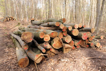 a fresh wood polter at the edge of the forest