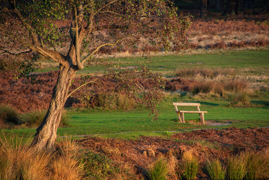 Beautiful calm landscape image of park bench next to lake during golden hour sunrise in Autumn Fall