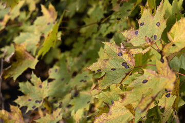 Several maple leaves infected with a plant fungus in the background of a bokeh with many leaves