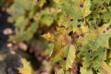 Ugly maple leaves infected with a plant fungus on the right side of the photo and on the left side a blurred background
