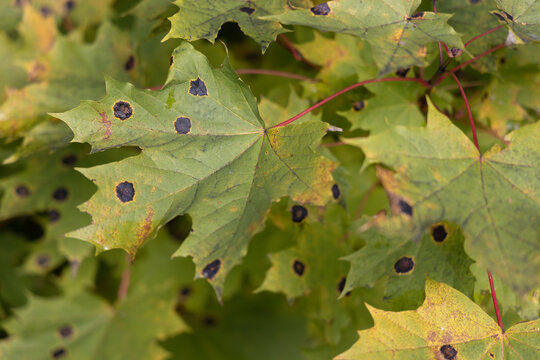 Infected maple leaf with a plant pathogen Rhytisma acerinum close-up