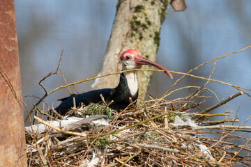 Waldrapp