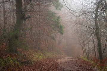 Beautiful moody and dramatic Autumn Fall forest landscape scene with mist and fog giving a dreamlike feel