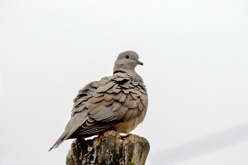 Taube