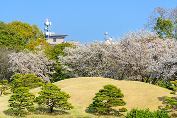 日本庭園「桜咲く観光名所風景」水前寺成趣園
Japanese garden 