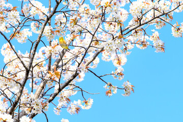 野鳥と桜　春空風景(水前寺成趣園)
Wild birds and cherry blossoms Spring sky scenery...