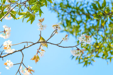 野鳥と桜　春空風景(水前寺成趣園)
Wild birds and cherry blossoms Spring sky scenery...