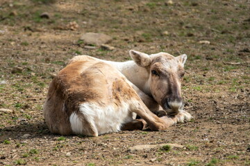 Fototapeta premium Rentier