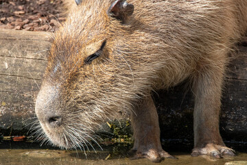 Wasserschwein Capybara