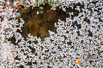 White Cherry Blossom Leaves Fell in the Pond