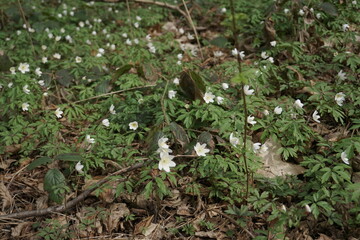 The First Spring White Anemone Flowers In The Forest